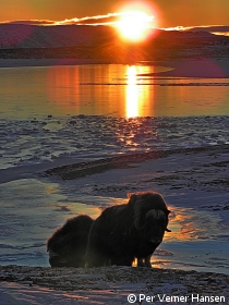 Moskusokser i aftensol.jpg